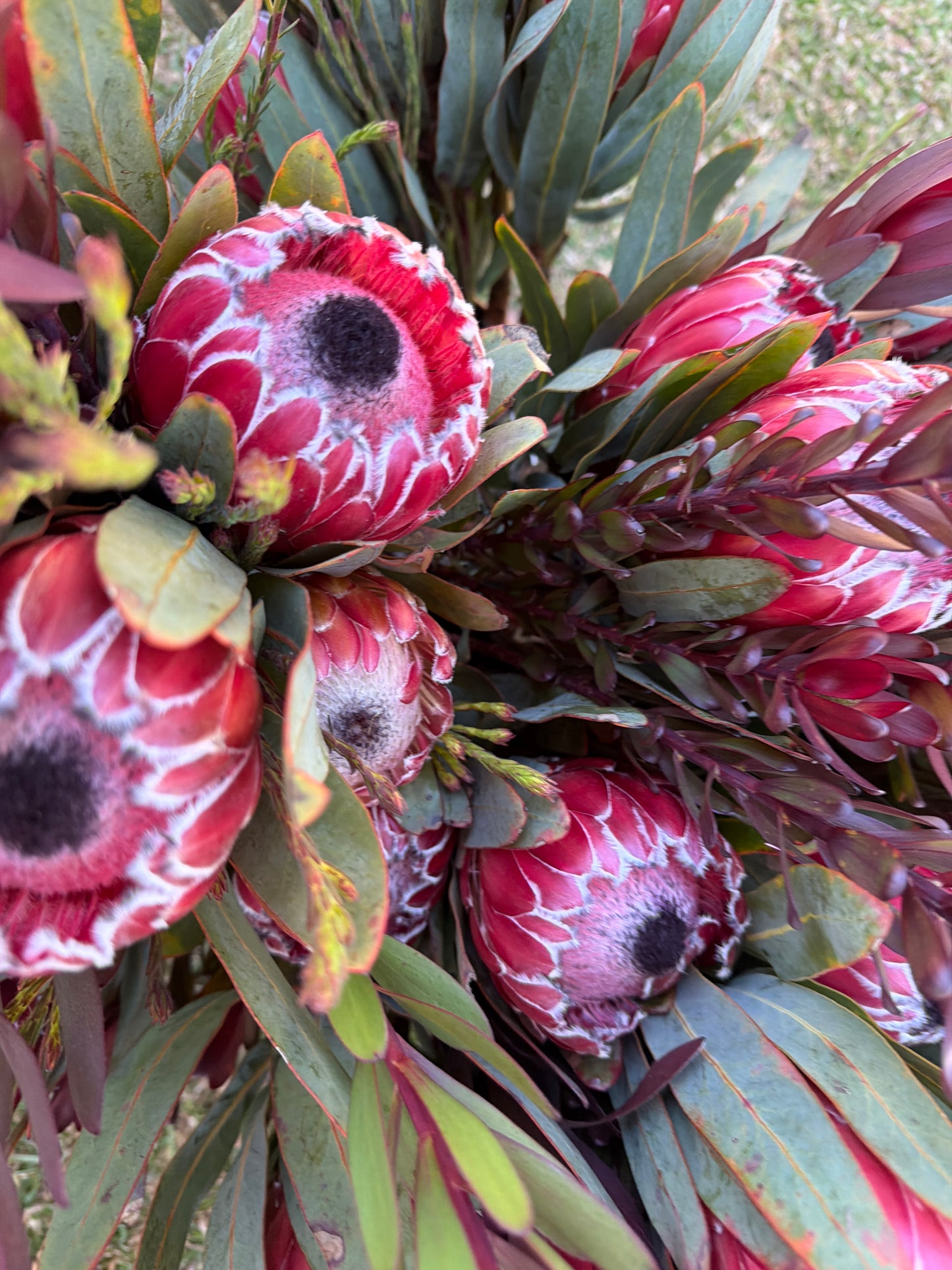 Protea bunch 5 proteas